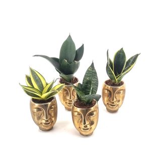 Sansevieria mix