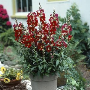 Penstemon tubular Bells Red