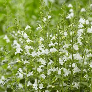 Calamintha nepeta Marvelette (White)