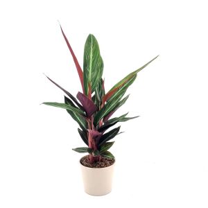 Sanguinea Triostar