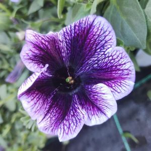 Petunia cascading Blue Spark P10