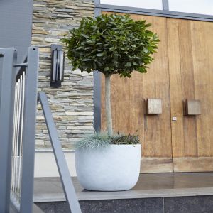 laurel-tree-v1