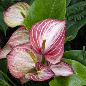 Anthurium Livium