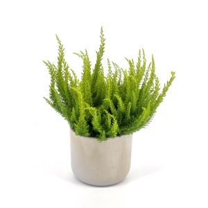 Calluna skyline Yellow