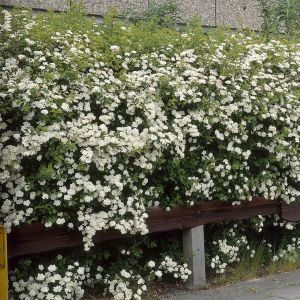 Spiraea vanhouttei haag