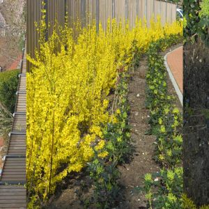 Forsythia intermedia MIKADOR 20190325 1