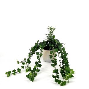 Hedera Shamrock