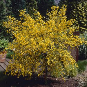 Cytisus scoparius