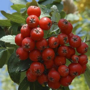 Sorbus Intermedia