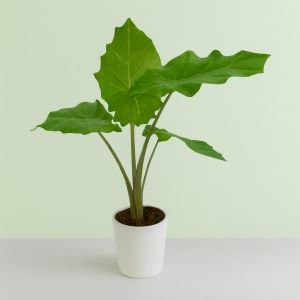 Alocasia Studio