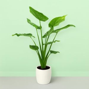 Alocasia Cucullata 17 cm Studio