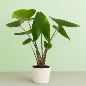Alocasia Zebrina Studio