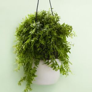 Aeschynantus Japhrolepsis Studio
