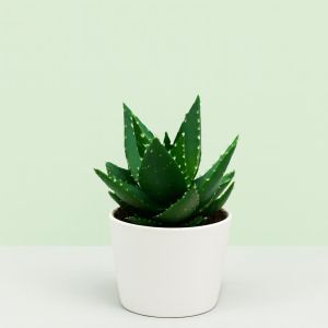 Aloe Vera Mitriformis Studio