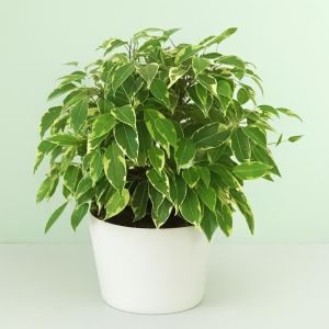 Ficus benja variegated Kinky 17 cm schaal.jpg Studio