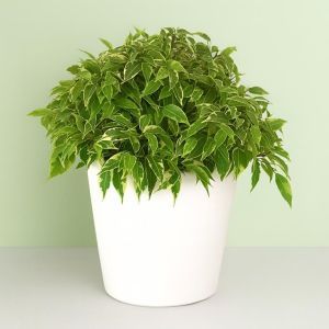 Ficus Benjamina Lovely 12 cm 2.jpg Studio