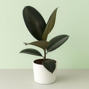 Ficus elastica Abidjan 12 cm Studio