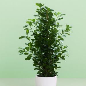 Ficus microcarpa Moclame Studio