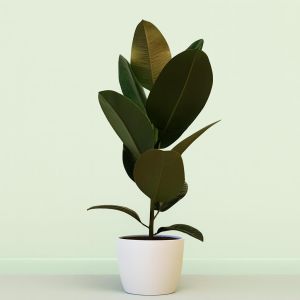 Ficus Robusta 17 cm Studio