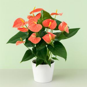 Amaryllis Orange v2 Studio