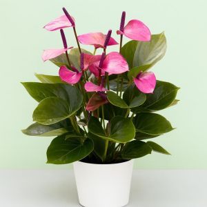 Anthurium Paars v2 Studio