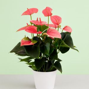 Anthurium roze v2 Studio