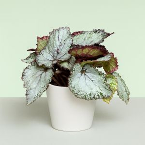 Begonia Magic Zilvergrijs