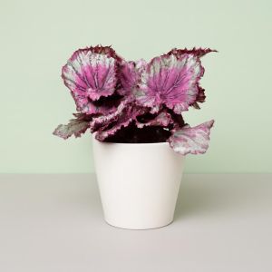 Begonia Magic Colour Pink