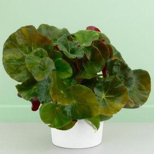 Begonia Red-Green round leaf 12 cm pot