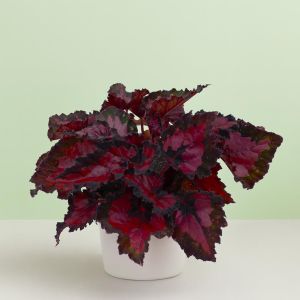 Burgundy Begonia 12cm pot