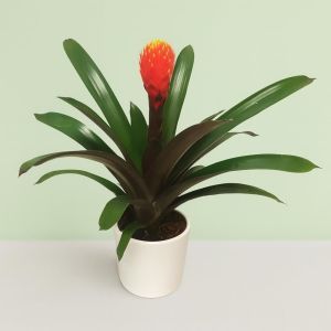 Bromelia Focus.jpg Studio