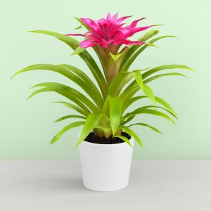 Bromelia Guzmania Pink Studio