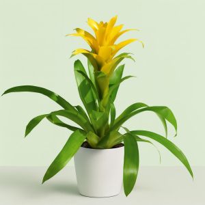 Guzmania yellow Studio