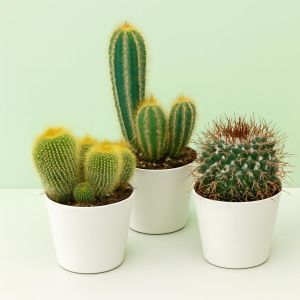 Cactus Mix Studio