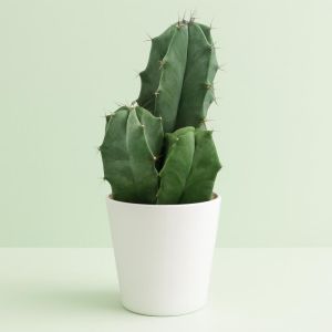 Ritterocereus urbaneus.jpg Studio