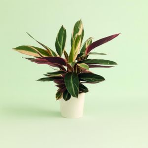 Calathea Trio Star Studio