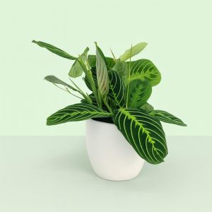 Maranta Citroen Limoen Studio