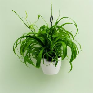 Hang basket Chlorophytum Green Bonnie Studio
