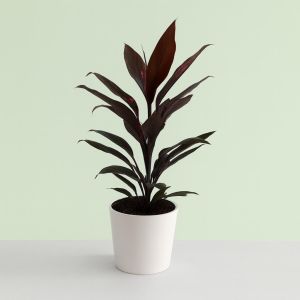 Cordyline fr Mamb0 Studio