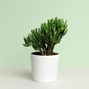 crassula gollum Studio