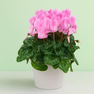 Cyclamen Pink 10 cm pot