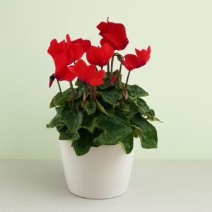 Cyclamen Red 10 cm pot