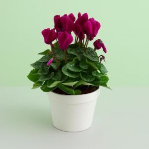 Cyclamen Dark Red 10 cm pot