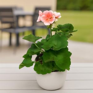 Pelargonium zonale Pink 10 cm Pot