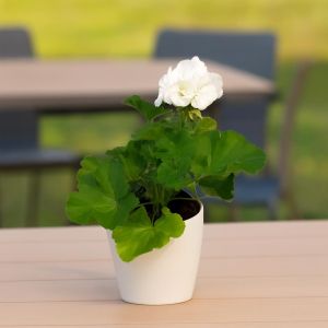 Pelargonium zonale White 10 cm Pot