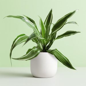 Dracaena White Stripe Studio