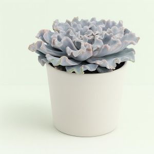 Echeveria crispy beauty 10 Studio Studio