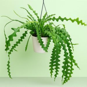 Epiphyllum Anguliger Zig Zag Studio