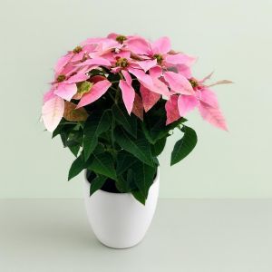 Euphorbia princetta light Pink 12 cm pot