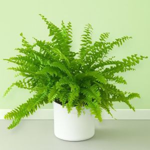 Fern Nephrolepis Studio